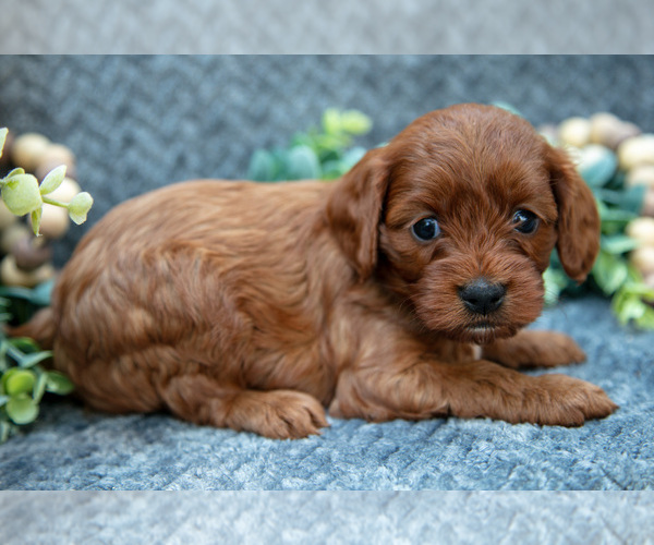 Medium Photo #10 Cavapoo Puppy For Sale in SHIPSHEWANA, IN, USA