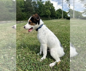 Border-Aussie Dogs for adoption in CLAY CITY, KY, USA