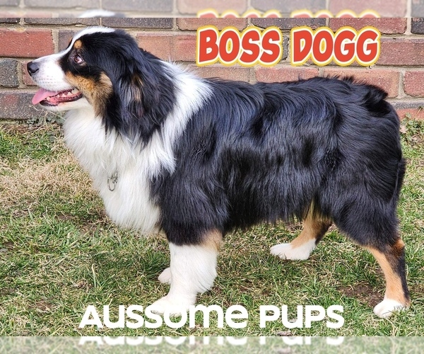 Medium Photo #1 Australian Shepherd Puppy For Sale in LAKEVILLE, IN, USA
