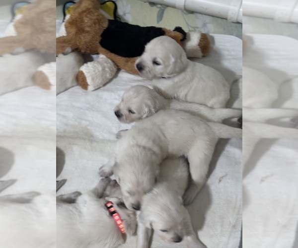 Medium Photo #1 English Cream Golden Retriever Puppy For Sale in BYRON, GA, USA