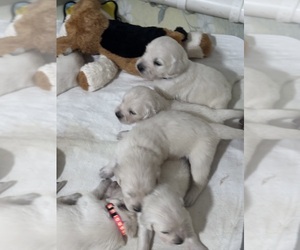 English Cream Golden Retriever Puppy for sale in BYRON, GA, USA