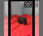 Zelma - Female Poodle (Toy)-Zuchon Mix Puppy for Sale - Photo #3