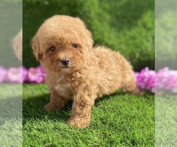 Medium Photo #11 Poodle (Toy) Puppy For Sale in NAPLES, FL, USA