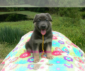 German Shepherd Dog Puppy for sale in PIEDMONT, MO, USA