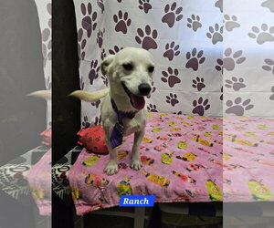 Ranch - Male Dachshund-Unknown Mix Dog for Adoption - Photo #2