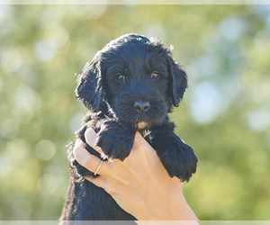 Golden Mountain Doodle  Puppy for sale in PALM BAY, FL, USA
