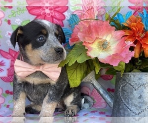 Australian Cattle Dog Puppy for sale in LANCASTER, PA, USA