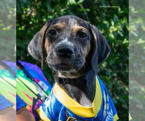 Sinbad - Male Beagle-Unknown Mix Dog for Adoption
