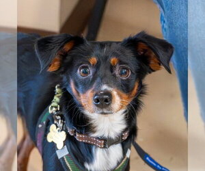 Chihuahua-Unknown Mix Dogs for adoption in Mundelein, IL, USA