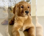 Small Photo #13 Golden Retriever Puppy For Sale in AMITY, AR, USA