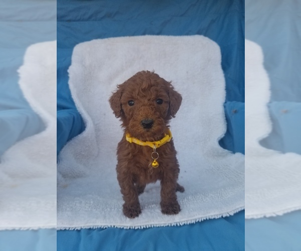 Medium Photo #19 Poodle (Standard) Puppy For Sale in LOWELL, AR, USA