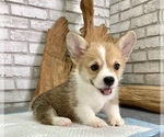 Small #5 Pembroke Welsh Corgi