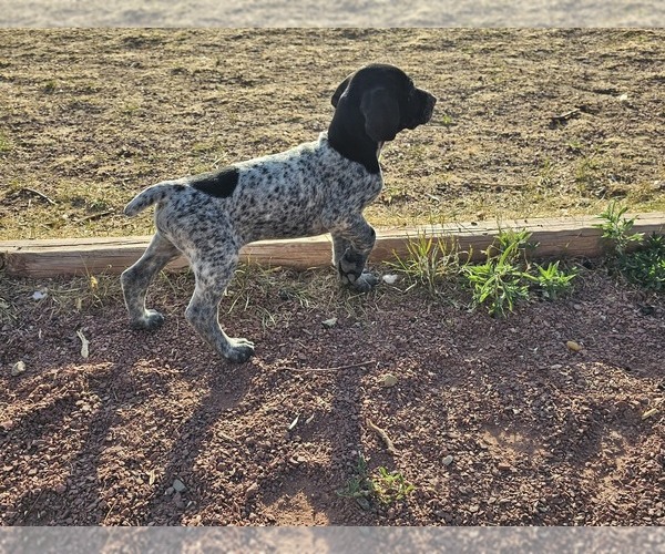 Medium Photo #77 German Shorthaired Pointer Puppy For Sale in EVANSVILLE, WY, USA