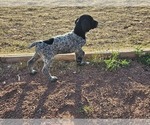Small Photo #77 German Shorthaired Pointer Puppy For Sale in EVANSVILLE, WY, USA