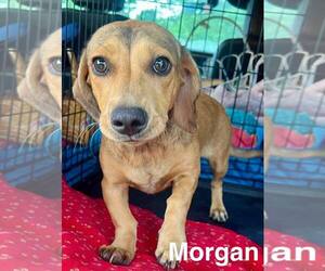 Dachshund Dogs for adoption in Valrico, FL, USA