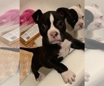 Small Photo #4 American Bully Puppy For Sale in MONROE, LA, USA