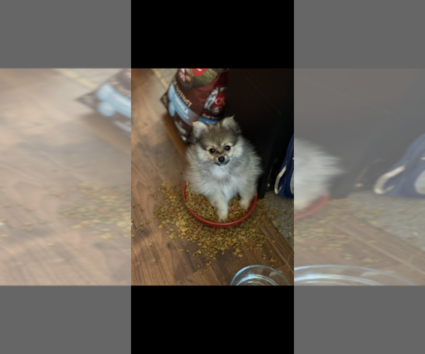 Medium Photo #2 Pomeranian Puppy For Sale in DENVER, CO, USA