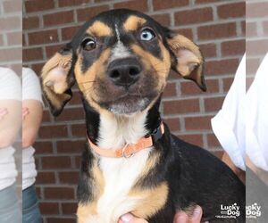 Australian Shepherd-Unknown Mix Dogs for adoption in Washington, DC, USA