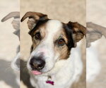 Small Australian Shepherd Mix