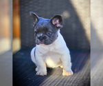 Small #8 French Bulldog