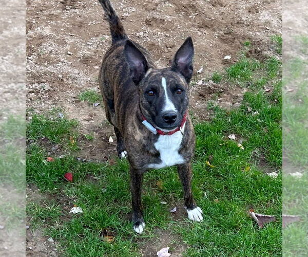 Medium Photo #4 Mutt Puppy For Sale in Canton, CT, USA