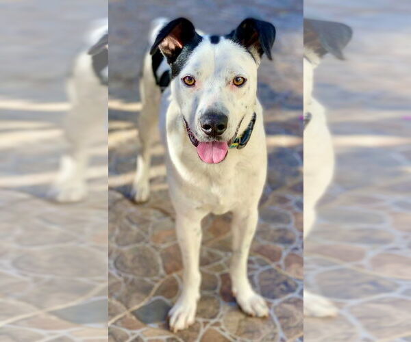 Medium Photo #1 Mutt Puppy For Sale in San Diego, CA, USA