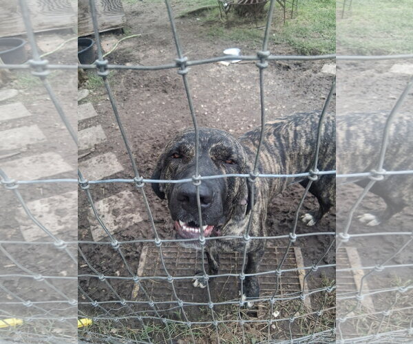 Medium Photo #2 Brazilian Mastiff Puppy For Sale in Jasper, AL, USA