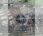 Small #1 Brazilian Mastiff