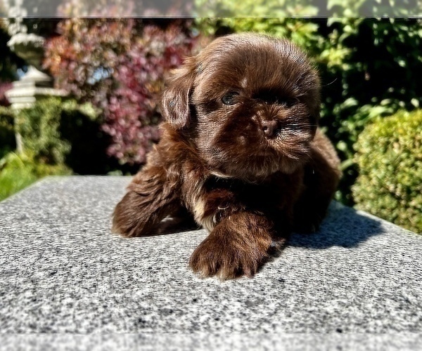 Medium Photo #35 Shih Tzu Puppy For Sale in HAYWARD, CA, USA