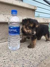 Yorkshire Terrier Puppy for sale in SYRACUSE, NY, USA