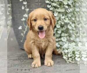 Golden Retriever Puppy for sale in STRASBURG, PA, USA