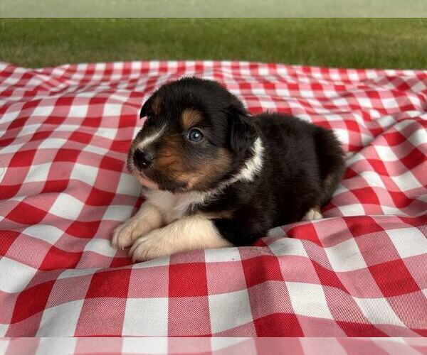 Medium Photo #11 Australian Shepherd Puppy For Sale in JEROMESVILLE, OH, USA