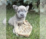 Small #2 French Bulldog