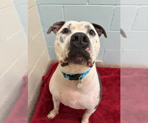 American Pit Bull Terrier-Staffordshire Bull Terrier Mix Dogs for adoption in Brighton, CO, USA