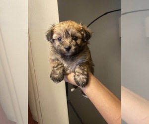 Maltese-Poodle (Toy) Mix Puppy for sale in N HOLLYWOOD, CA, USA