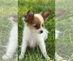 Papillon Puppy for sale in CANOGA, NY, USA