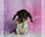 Small #1 Dachshund