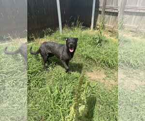 Audrey - Female Mutt Dog for Adoption - Photo #2