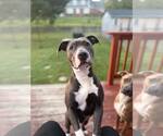 Small #16 American Pit Bull Terrier-American Staffordshire Terrier Mix