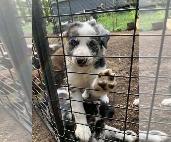 Medium Photo #1 Border-Aussie Puppy For Sale in MIDDLEBORO, MA, USA