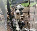 Puppy Puppy 1 Border-Aussie