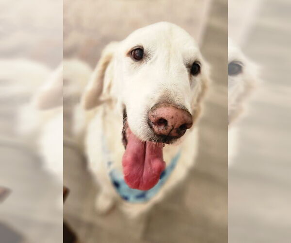 Medium Photo #3 Golden Retriever Puppy For Sale in Sandy, UT, USA