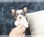 Small Photo #2 Yorkshire Terrier Puppy For Sale in WARSAW, IN, USA