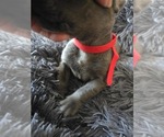 Small #6 Cane Corso