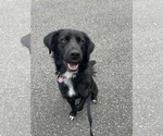 Small #1 Mutt