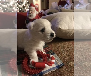 West Highland White Terrier Puppy for sale in ALEX, LA, USA