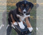 Small Photo #1 English Shepherd Puppy For Sale in FREDERICKSBRG, PA, USA
