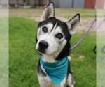 Small Siberian Husky
