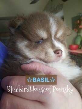 Medium Photo #23 Pomsky Puppy For Sale in ANDOVER, MN, USA