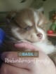 Small Photo #23 Pomsky Puppy For Sale in ANDOVER, MN, USA